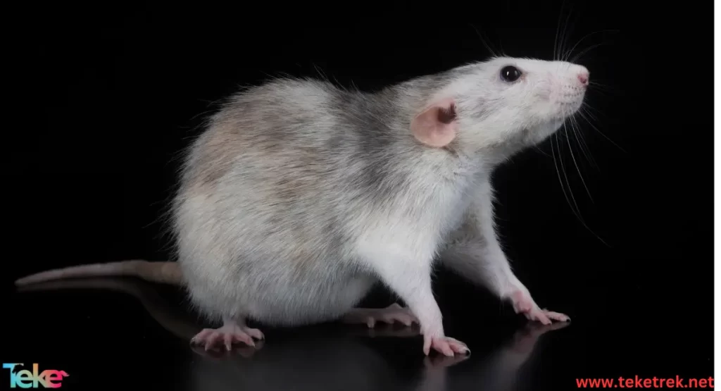 Rat