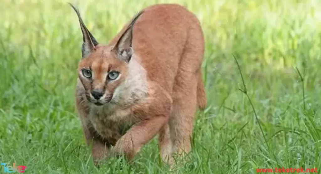 Caracal