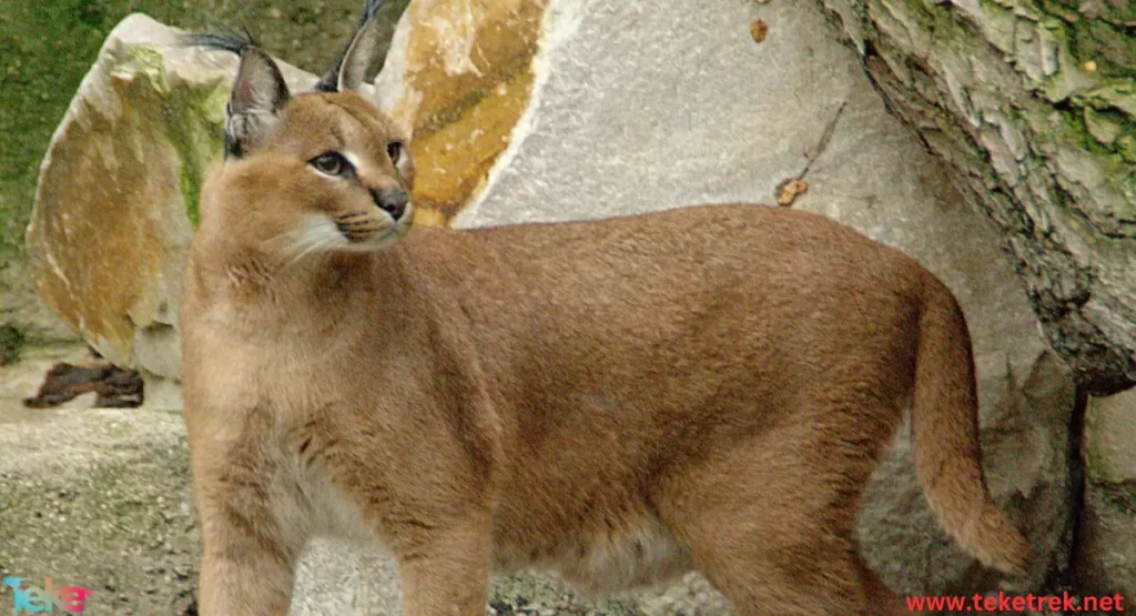 Caracal