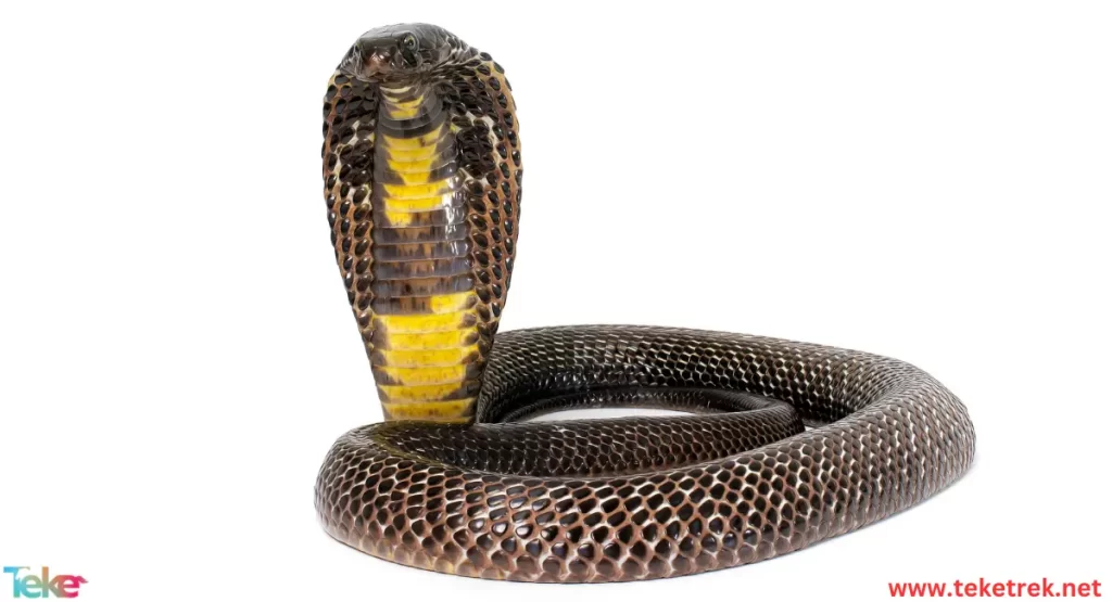 King cobra