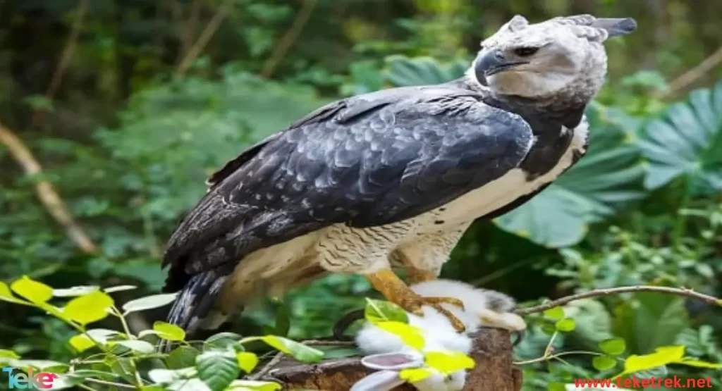 Harpy eagle