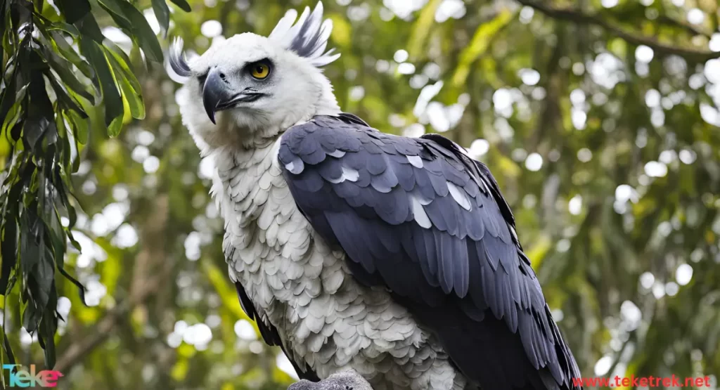 Harpy eagle