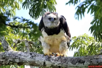 Harpy eagle