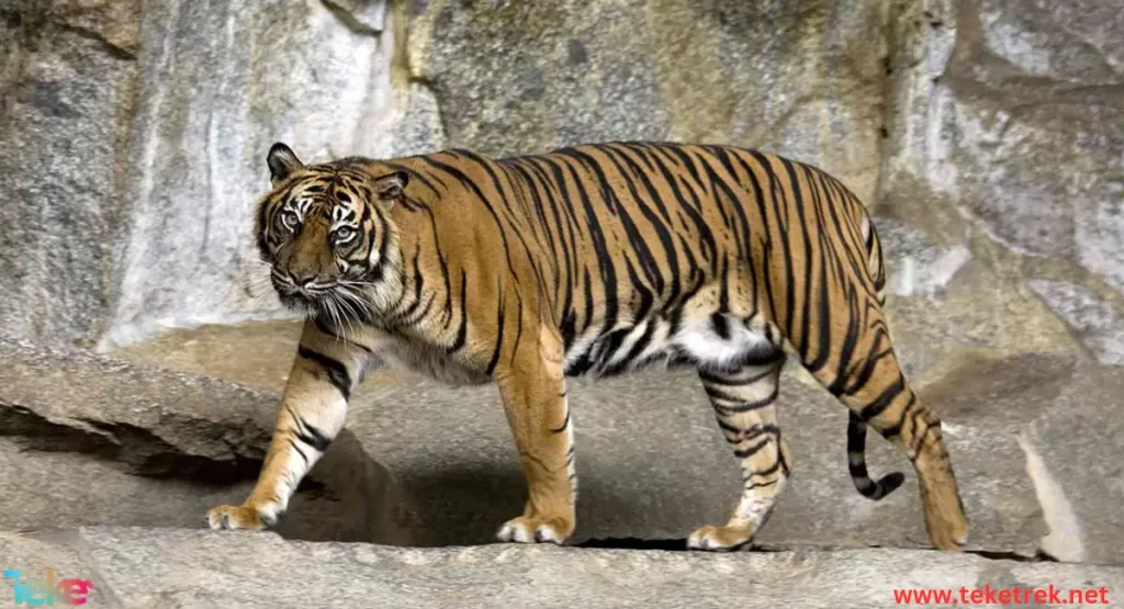 The Sumatran tiger