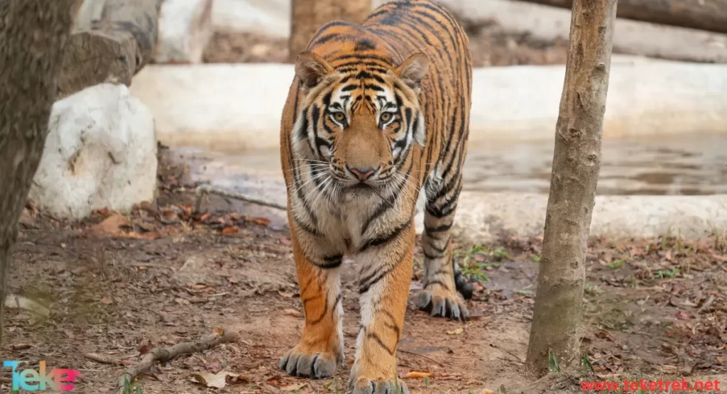 The Sumatran tiger