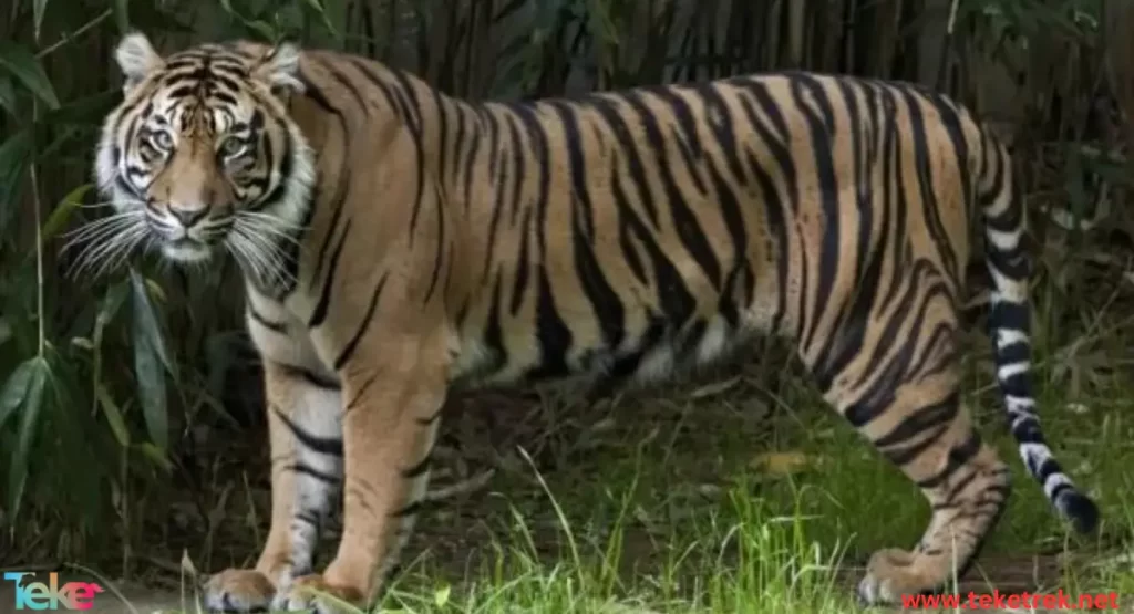 The Sumatran tiger