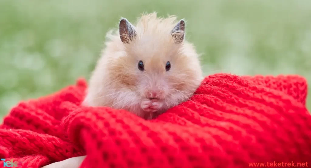 the Syrian hamster