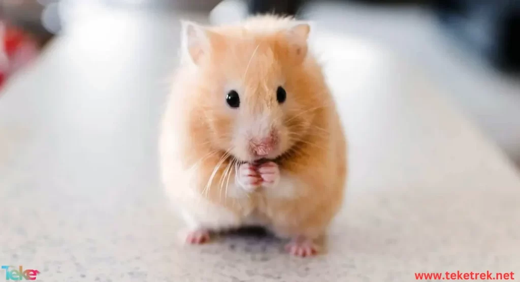 the Syrian hamster