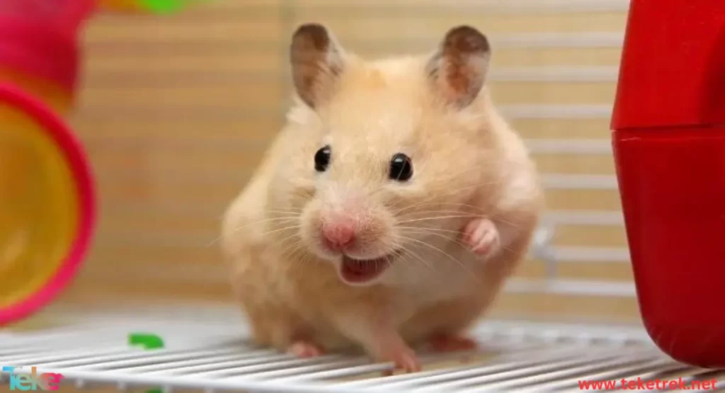 the Syrian hamster