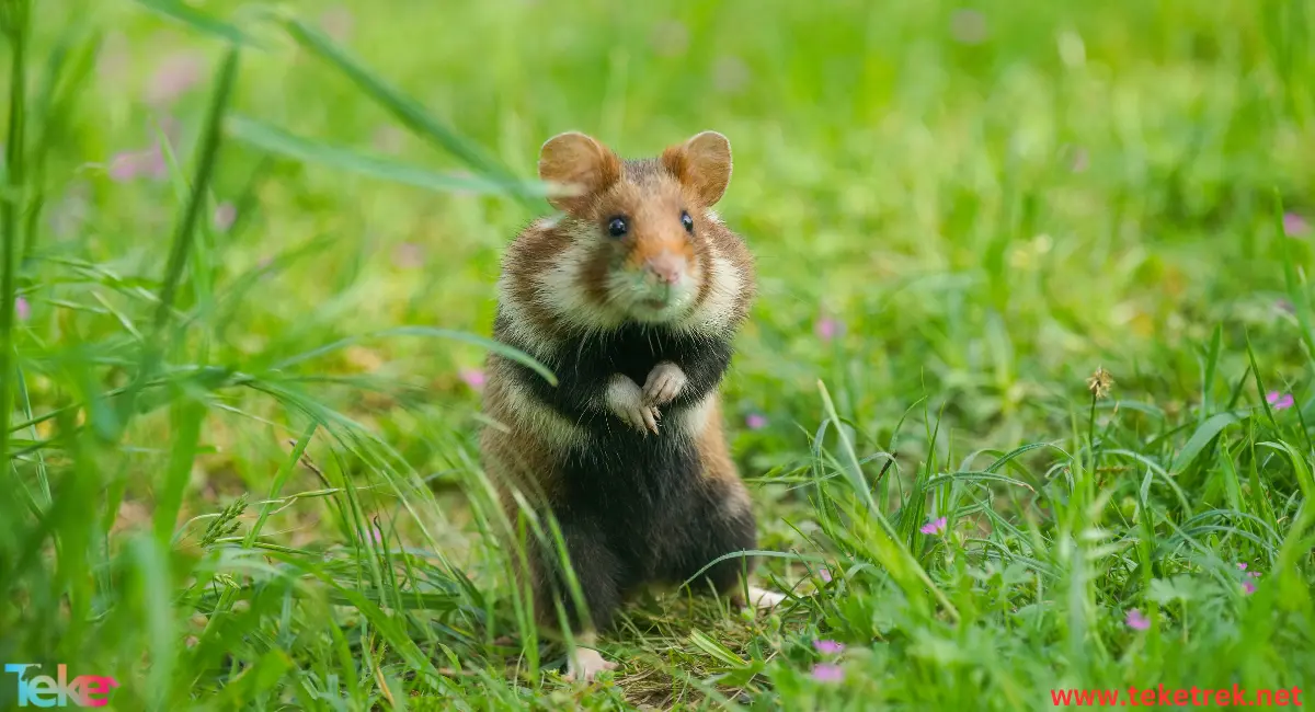 Introduction to Hamster Care