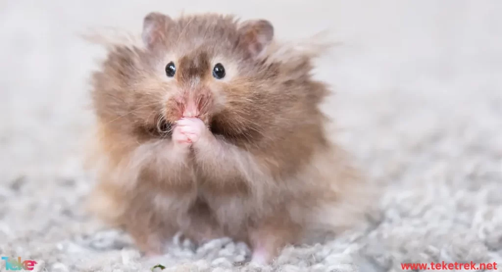 the Syrian hamster