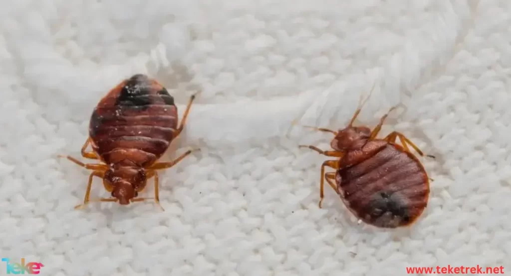 Bedbugs