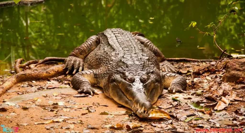 the Orinoco crocodile