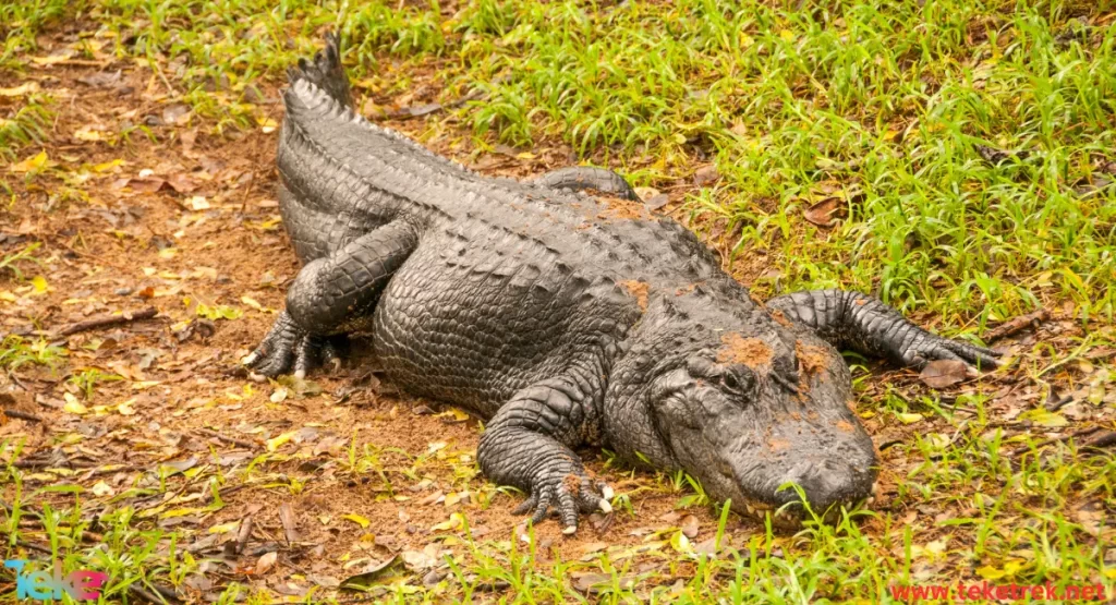 the Orinoco crocodile