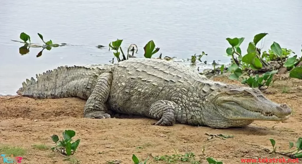  the Orinoco crocodile