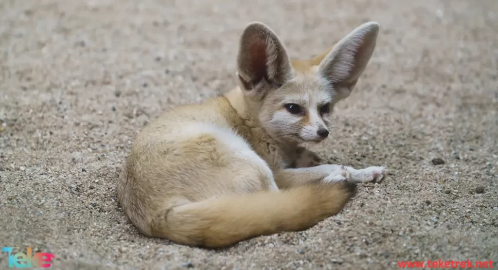 Fennec fox