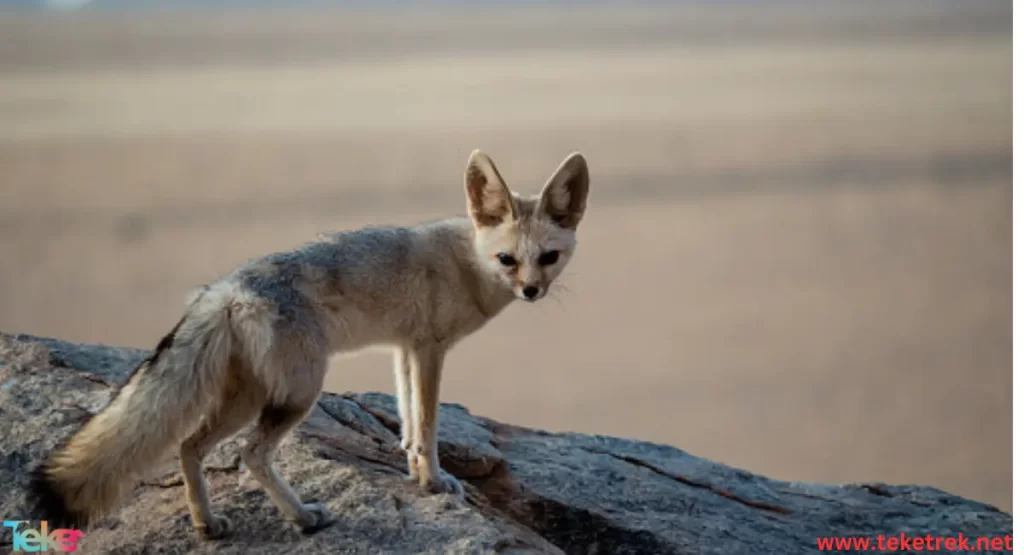 Fennec fox