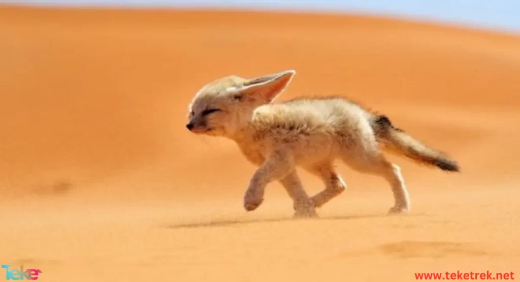 Fennec fox