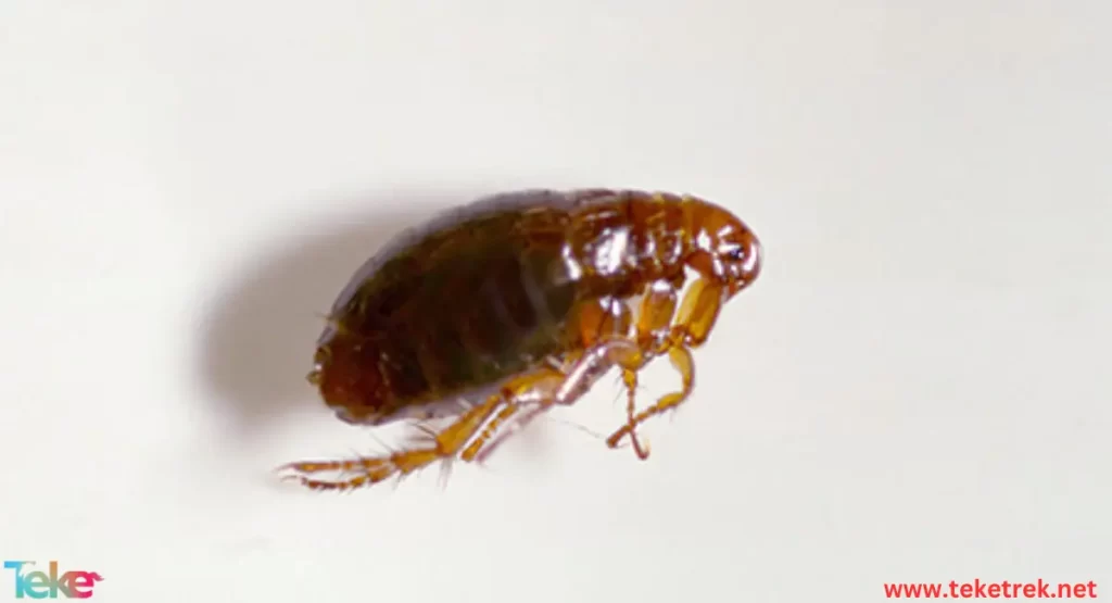 Flea Insect