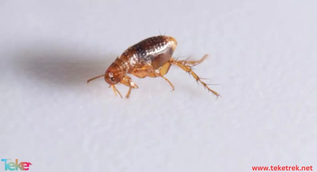 Flea Insect