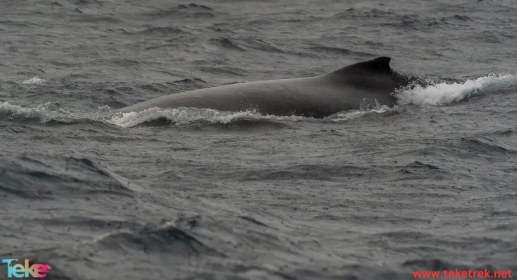 Sperm whale