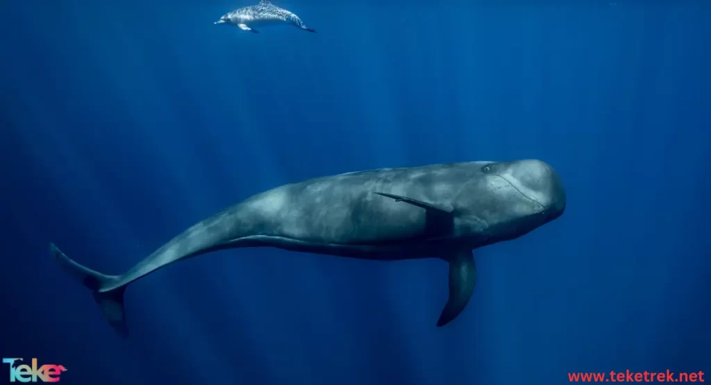 Sperm whale