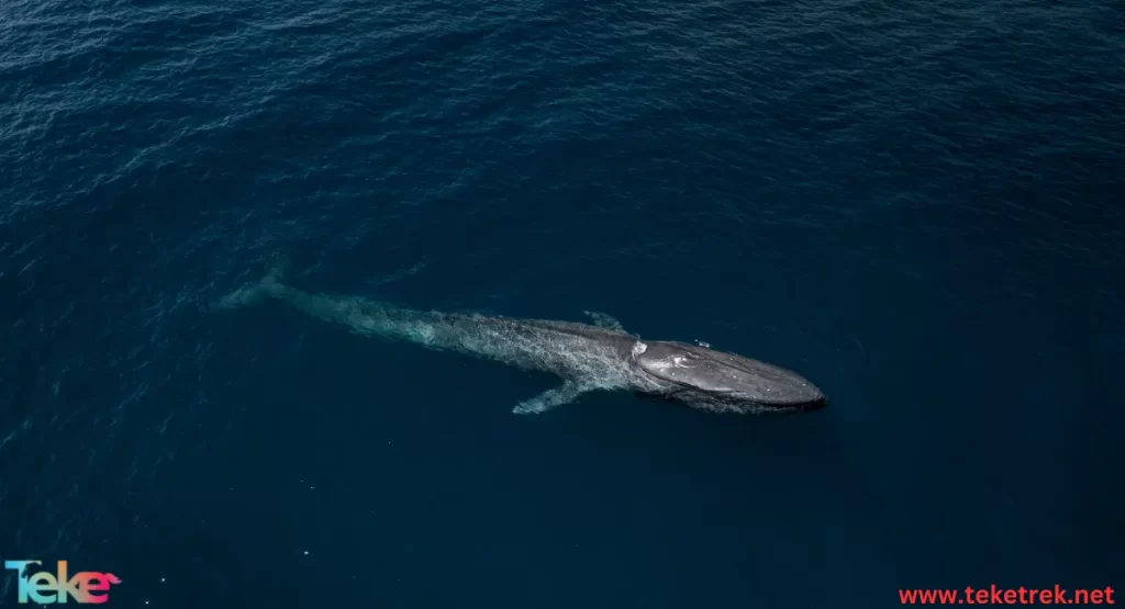 Bowhead whale