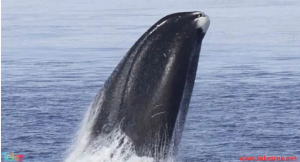 Bowhead whale