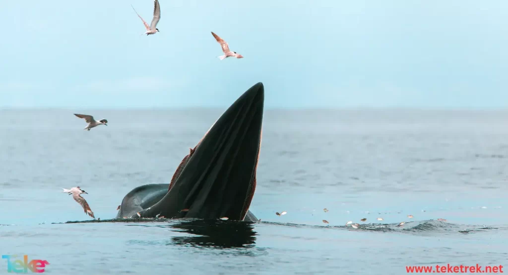 Bowhead whale