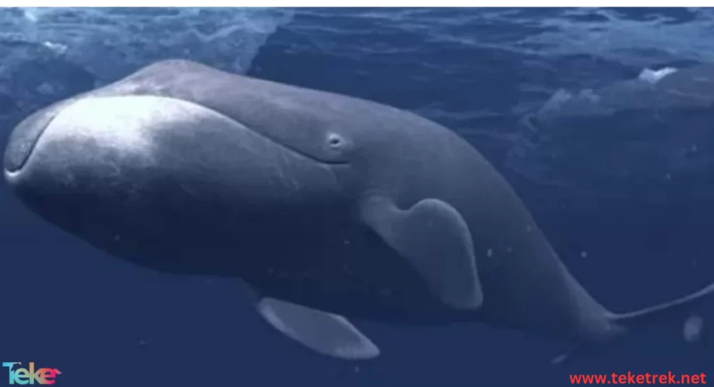 Bowhead whale