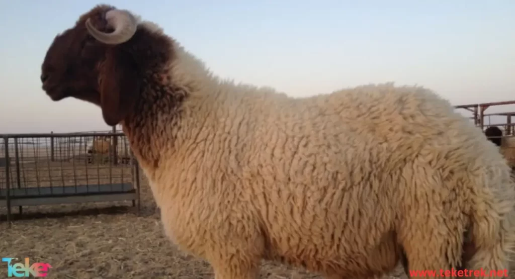  Jaziri sheep