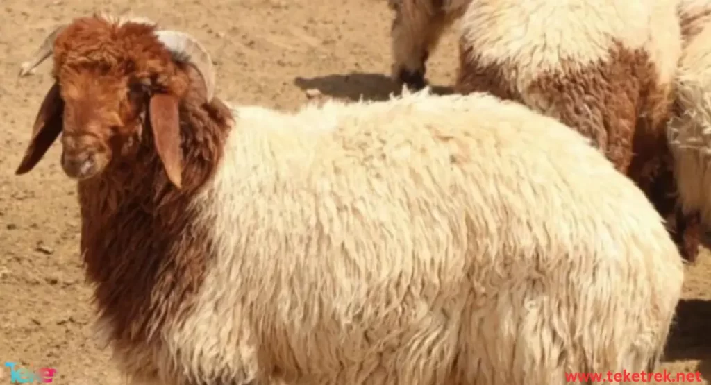 Jaziri sheep