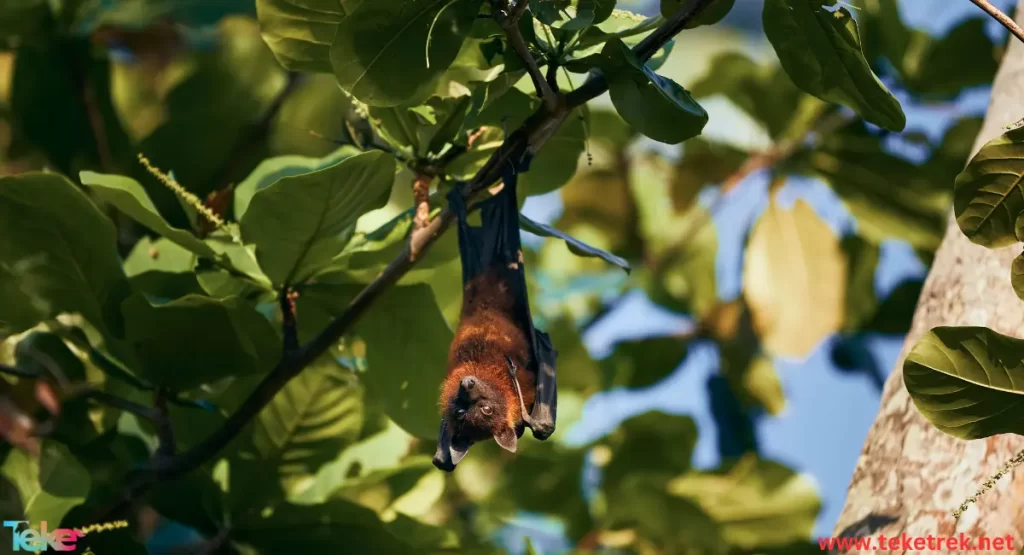 the Indian flying fox bat