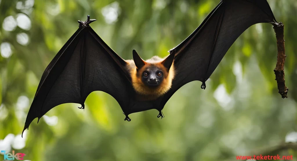  the Indian flying fox bat