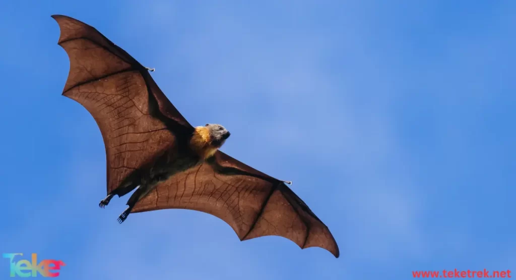 the Indian flying fox bat