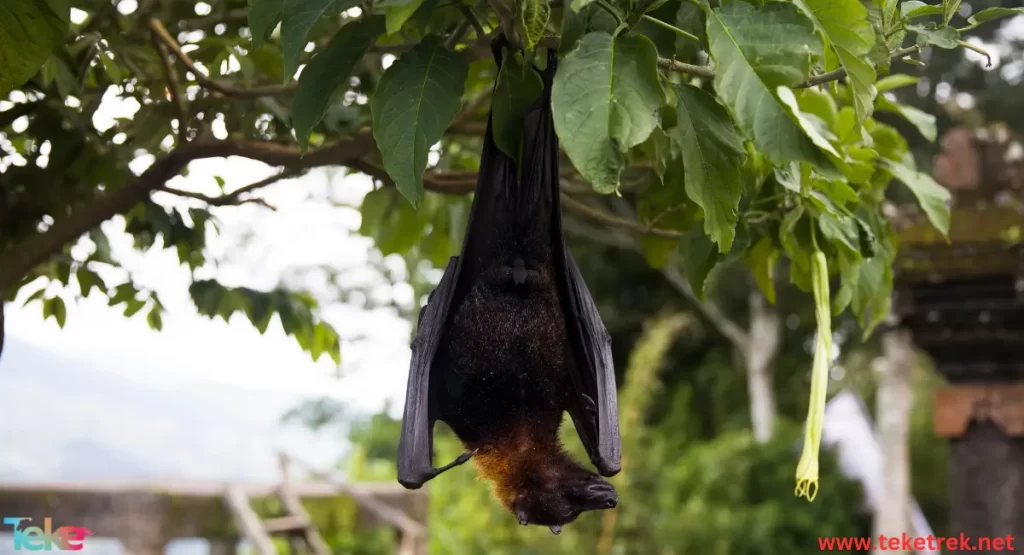 the Egyptian fruit bat