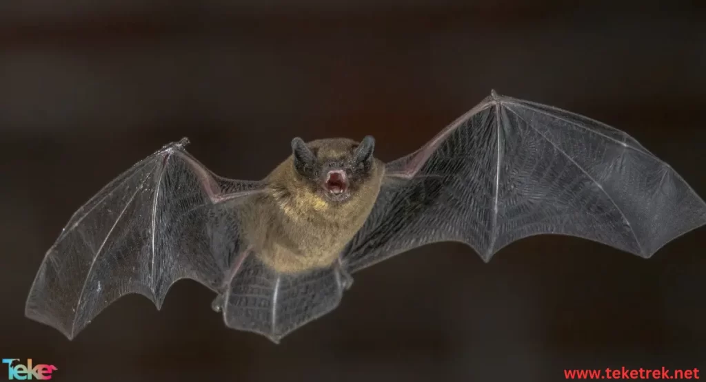 the Egyptian fruit bat