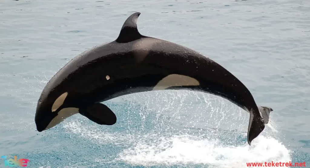 the killer whale dolphin