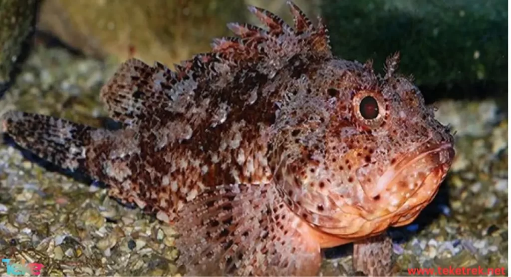 the sea scorpion fish