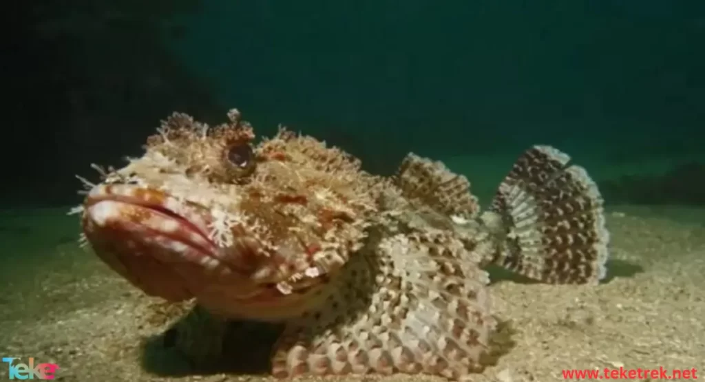 the sea scorpion fish