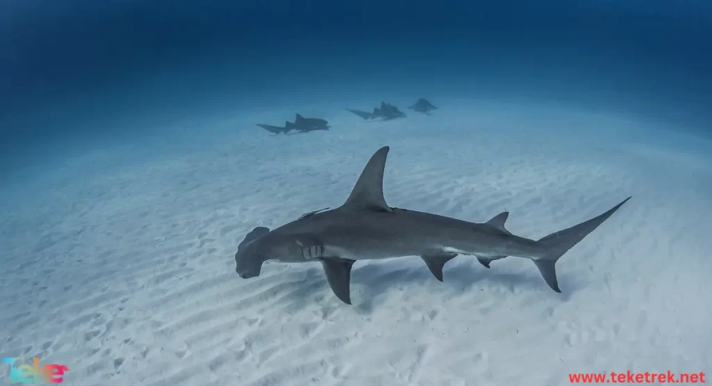 Hammerhead shark