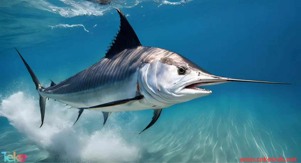 Billfish