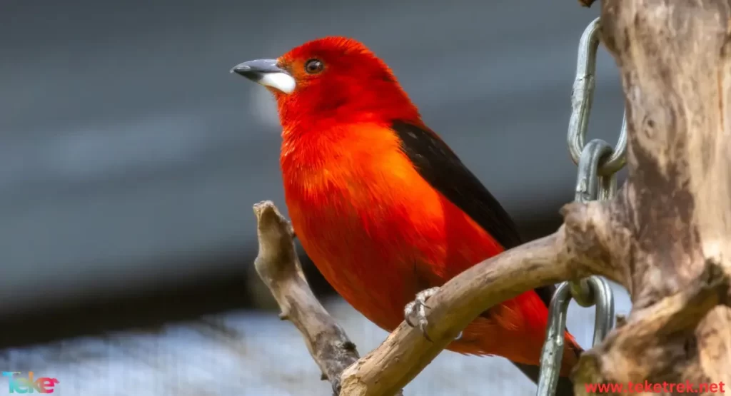 The Tanager Bird