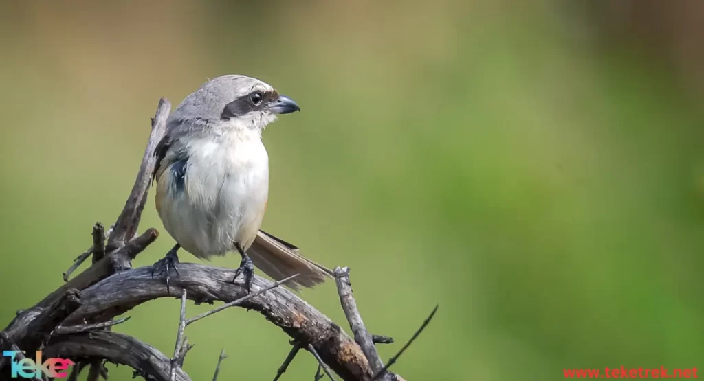 The Tanager Bird