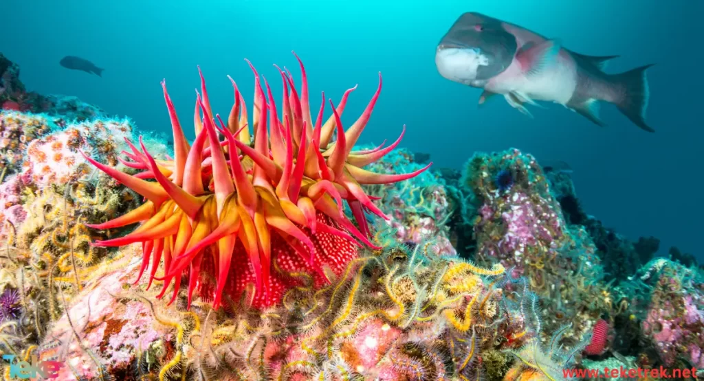 sea anemones