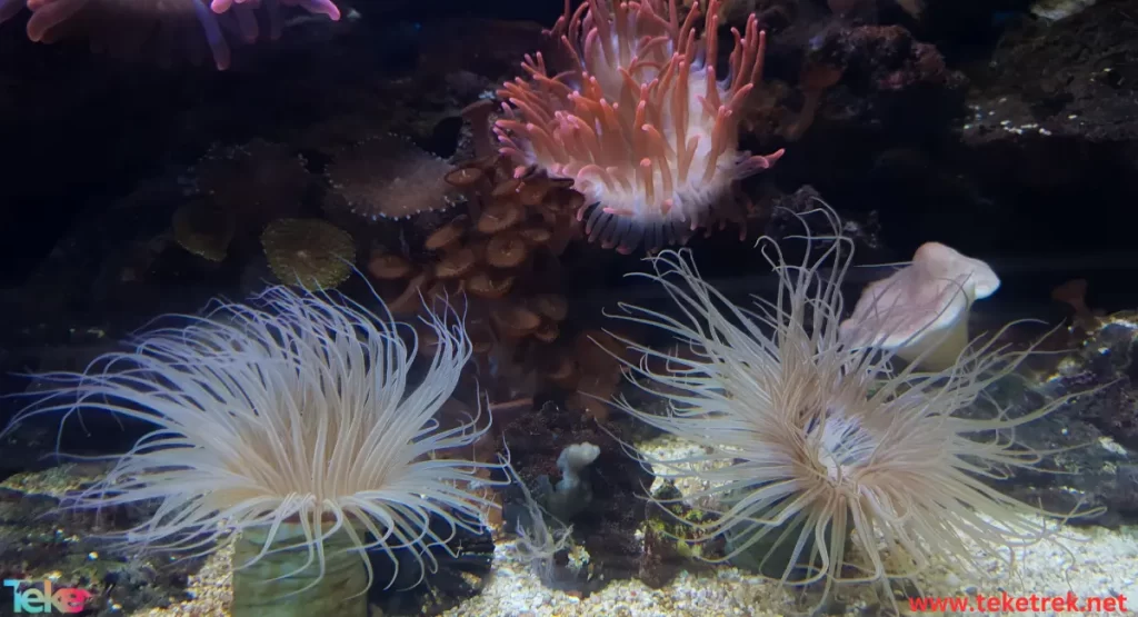 sea anemones