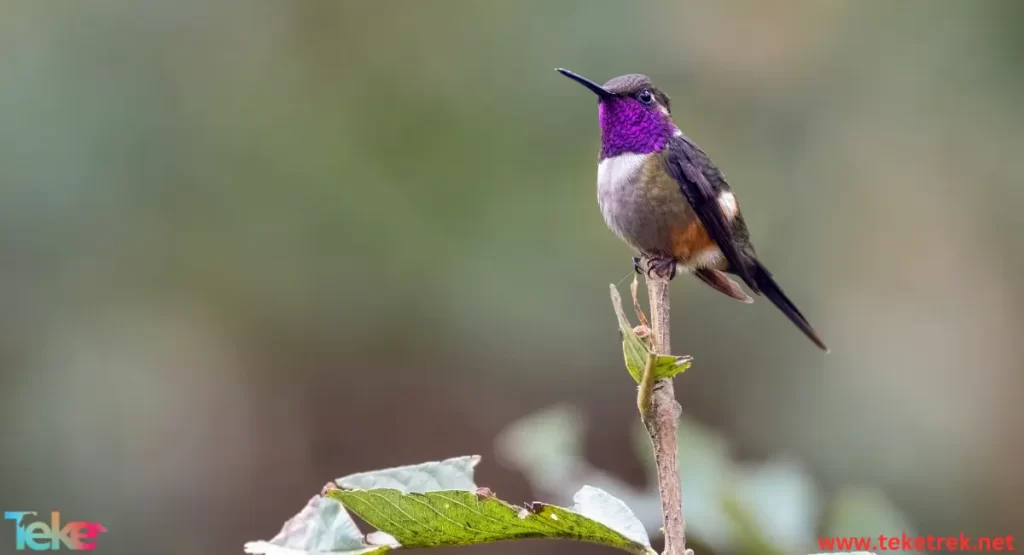 Costa hummingbird