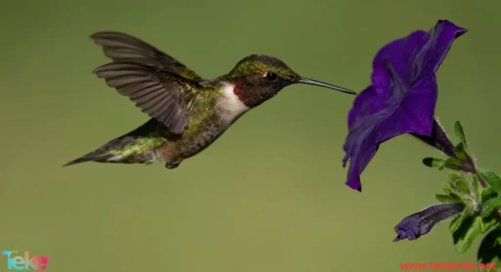 Costa hummingbird