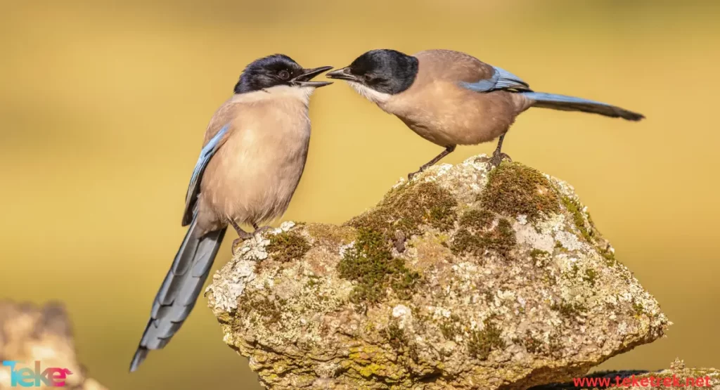 Typical shrikes