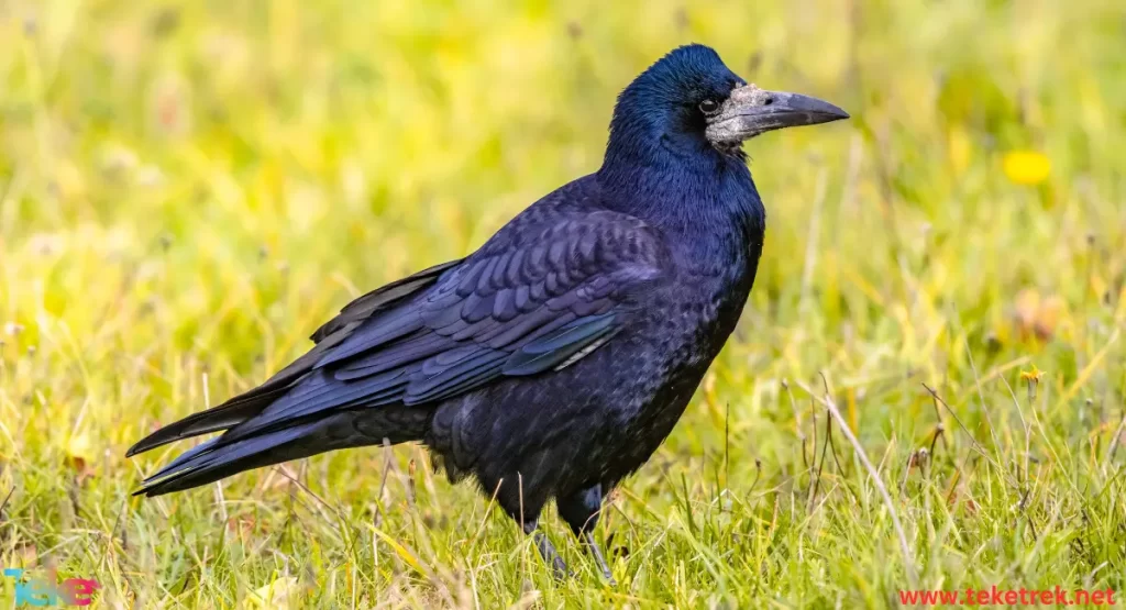 Fan-tailed raven